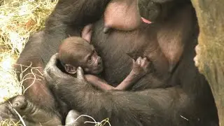 Gorillababy Ali begeistert Zoobesucher