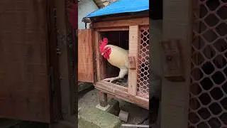 Releasing the chickens in the morning #chicken #rooster #chickenlover #pet