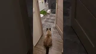 The cat sees the rabbit for the first time.