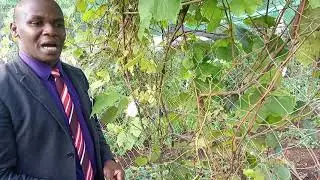 Black grapes farming in Kenya 0793518655