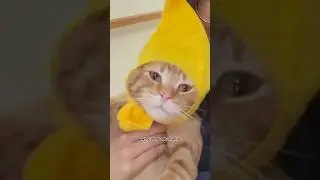 yellow looks good on you #cats