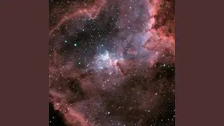 Interstellar Wildlife