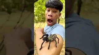 SPIDER Survival Hacks with PEPPER for Wilderness Emergency
