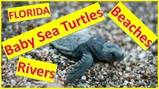 Joe River Park | Virginia Forrest Beach | Between Jensen & Stuart Beach Florida