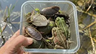 Catching Water Cockroaches, Snails & Toads Along the Riverside | Wild Hunt #nature #bug #vlog