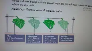 Process of water 💧 loss 📉 in plants 🪴 Transpiration උත්ස්වේදනය 