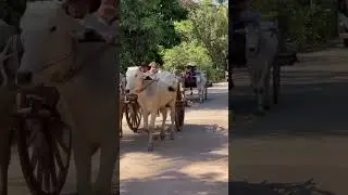Happy Weekend Oxcart in village #cambodiasafe