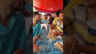 galif Street pet market new dog price update