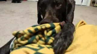 German Shorthaired Pointer blanket chewing.  Benelli the GSP!