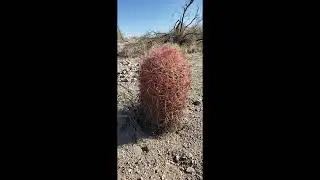 More  Snowbird Mesa - Poverty Flats Dispersed CampingBLM