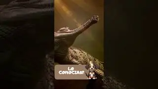WILD LIFE 🐊 #crocodile #alligator #animalesraros #weirdanimals #nature #mexico #peru #chile