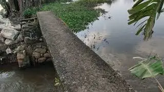 Why you should walk in the greenish landscapes and side of back water #nature #naturelovers