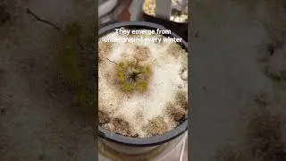 Tuberous sundews might be the most beautiful carnivorous plants (Part 1)