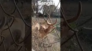 Sangai (brow antlered deer) found only in Manipur in the whole world