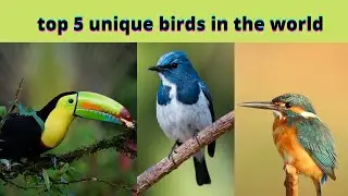 Most unique and common water bird!| Aaron facts