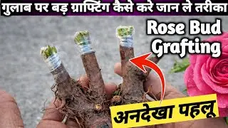 👈Rose Grafting Technique 🌹 | गुलाब पर बड़ ग्राफ्टिंग कैसे करें | 100% Success Tips