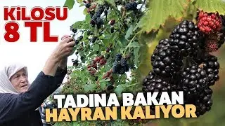Tadına Bakanların Hayran Olduğu Böğürtlen Dalında 8 Lira