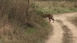 Jim Corbett Entry Gates Detail | Best Tiger Sighting Zone in Jim corbett | Puneet Kashyap 