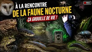 &Agrave; la rencontre de la faune nocturne - &ccedil;a grouille de vie