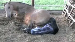 GIVING BIRTH HORSE