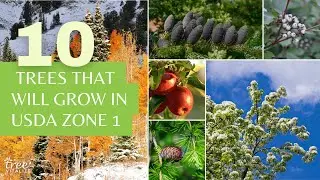 10 Cold-Hardy Trees for USDA Zone 1 (Alaska)