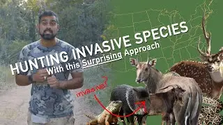 Hunting Invasive Species with this Surprising Approach