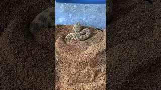 Snake video 2025 #snake #shorts #trending