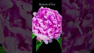 Moment of Zen Part 2 #zen #peace #relax #shorts #flower #nature #meditation #Rose