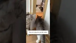 Мой кот мешает мне спать днём