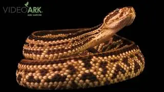A Central American rattlesnake (Crotalus simus) at the Phoenix Herpetological Sanctuary.