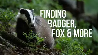 WILDLIFE PHOTOGRAPHY With Nikon Z6 || How To Find Wildlife To Photograph | Badger, Fox, Woodpecker