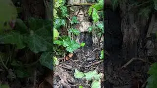 Tokyoto San - A secret door at bottom of a tree - Porte d'une maison de f&eacute;e ? Elven door in a tree ?