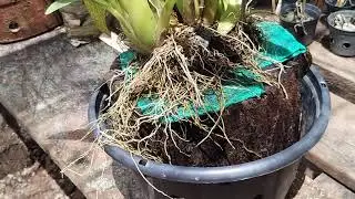 ONCIDIUM CHERRY BABY:DICAS DE CULTIVO!!!