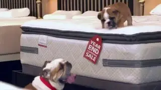 Cute bulldog puppy commercial (Mattress Discounters)