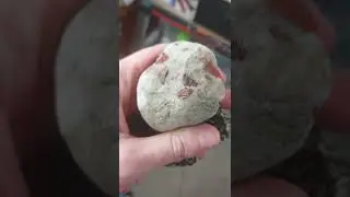 Amazing Puddingstone And More!! Ontario Rockhounding Show And Tell.