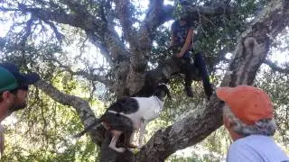 Catahoula leopard dog climbing a tree