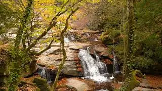 Hidden Waterfall in Forest 🌊🍁| Relaxing & Meditation 4K ( No Music )