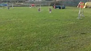 Laura&Black (KimiDogs ASD) 19/10/14 Agility