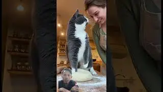 How is this possible? | Ditampar Ciff Kucing | Andra Bereaksi #reaction #shortsfeed #funny