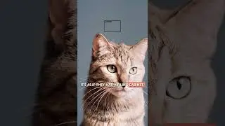 Это удивительно хорошее воспоминание о кошках 🐱🧠 #Shorts