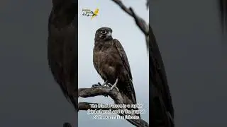 Black Falcon | سیاہ فالکن
