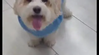 Mall Dog, A Short Film!