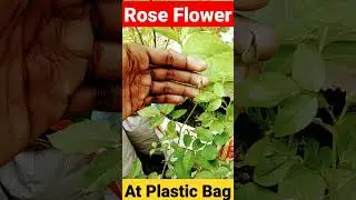 Rose Flower At Plastic Bag #shorts #shortvideo #viral