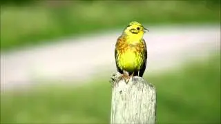 Gulsparv, Emberiza citrinella