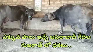 High Quality and milking Jafarabadi buffalo for sale in Gujarat  99984 61949