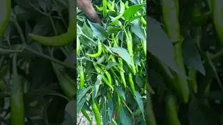 Aastha f1 hybrid chilli variety. #growwithgarden #aastha #aasthachilli #chilli #agriculture #shorts