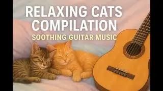 🐱 Relaxing Cute Cats Compilation | Soothing Guitar Music for Sleep, Study & Chill 😴✨