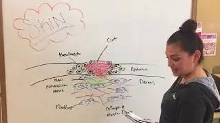 Fibroblast Cell