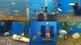 LOCAL DE ACUARIOFILIA 1 - VENTA DE PECES