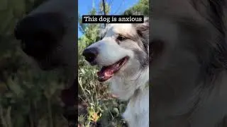 Dog Body Language  #dogtraining #dogbehavior